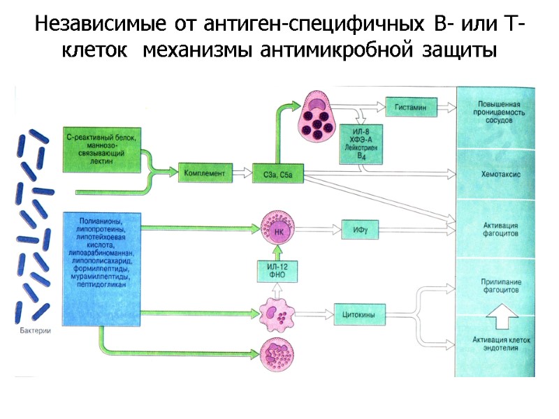 Независимые от антиген-специфичных В- или Т-клеток  механизмы антимикробной защиты